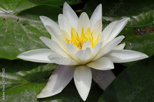 Beautiful lotus flower in pool ; Nymphaea sp.