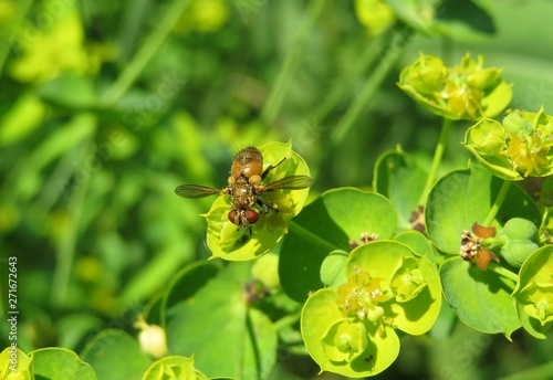 Wallpaper Mural Beautiful drosophila fruit fly on spurge flowers in the garden in spring, closeup Torontodigital.ca