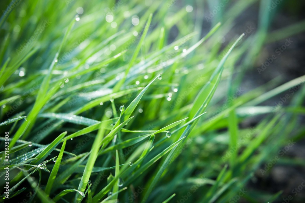 Fresh green grass with dew drops Fresh green grass with dew drops