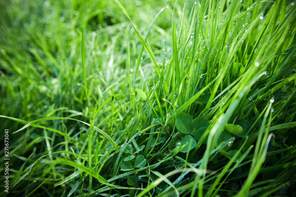 Obraz premium Fresh green grass with dew drops