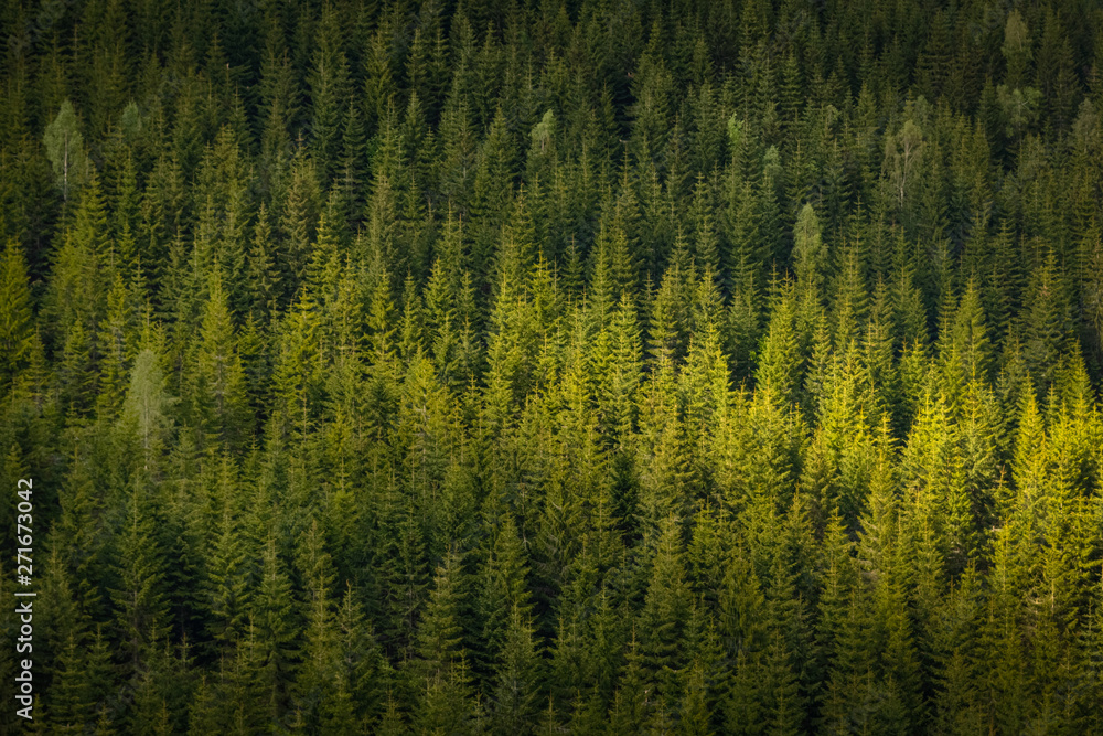 Summer sunlight on green trees in the in Krkonose National park forest, Czech Republic