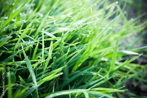 Fresh green grass with dew drops