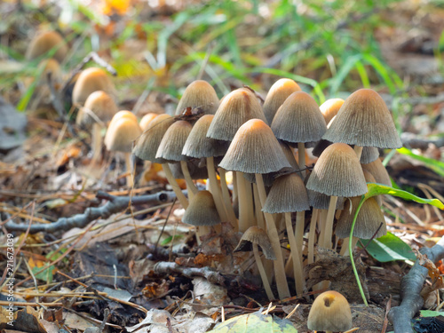 beautiful mushrooms