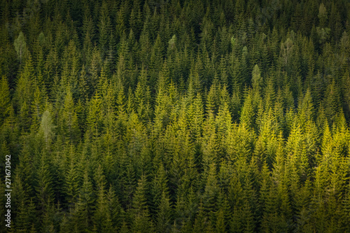 Obraz na płótnie Summer sunlight on green trees in the in Krkonose National park forest, Czech Republic w salonie