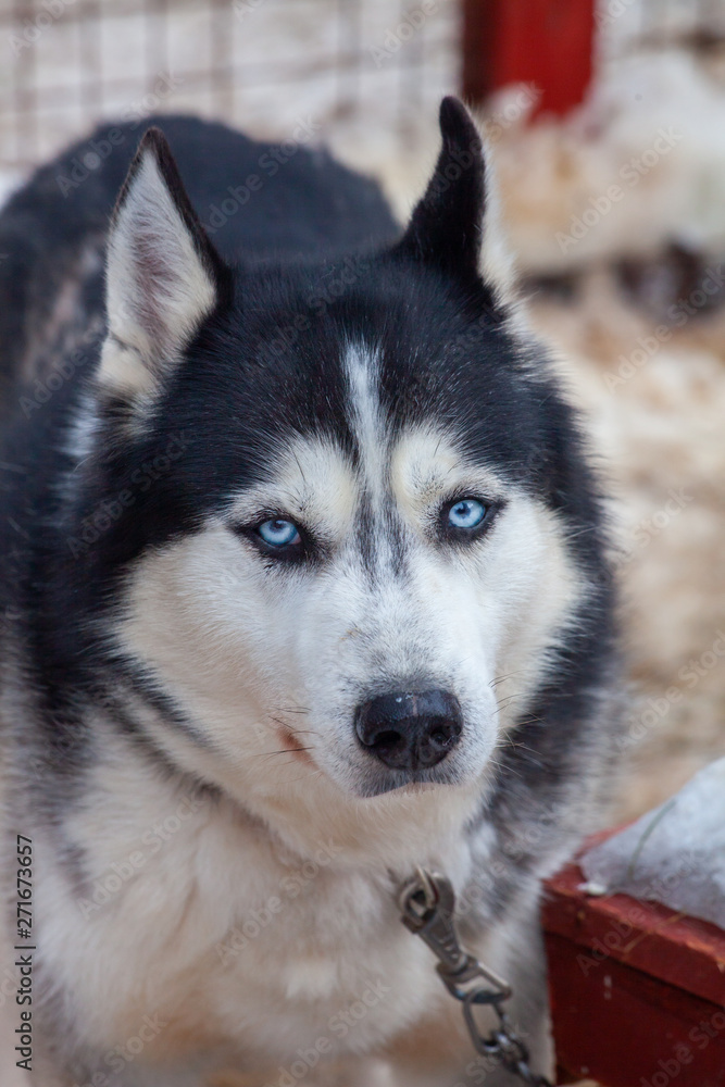 Husky with blue eyes  looks on you