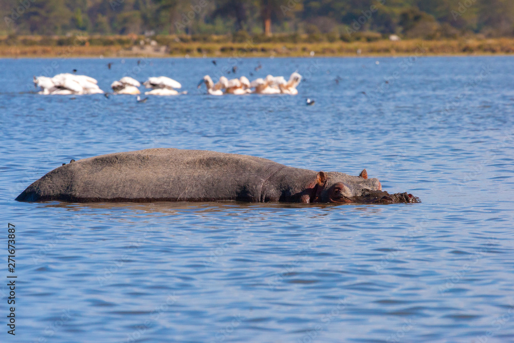 Fototapeta premium Kenya. Africa. Lake Naivasha in Kenya. Behemoth lies submerged in the water in lake Naivasha. African hippo. Wild animals of Kenya. Travel to Africa.