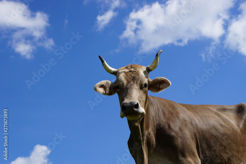 Kuh mit Hörnern vor blauem Himmel