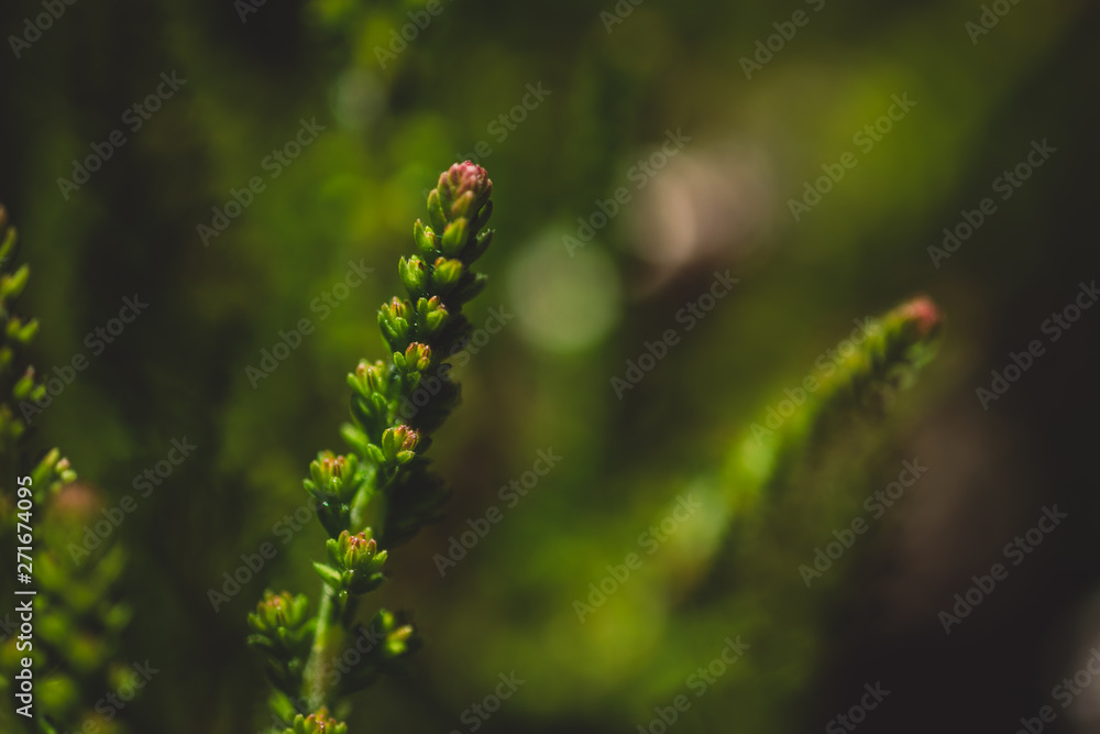 Macro Photo of Calluna vulgaris - Mullion, Common heather.