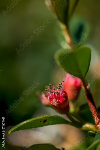 Macro Photo of Cotoneaster radicans Eichholz, Wintergreen Plant.