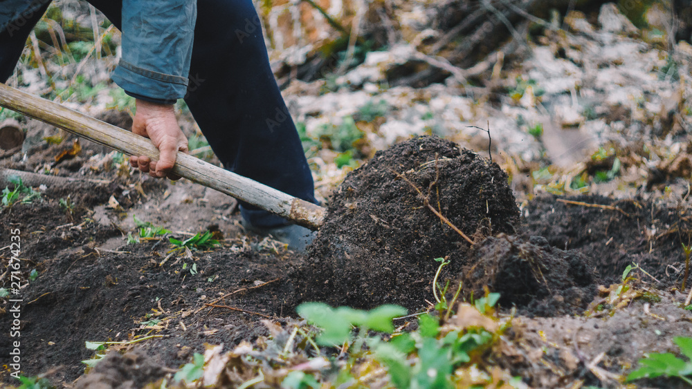Fototapeta premium Working hands digging old lawn. man digging with shovel. spade in the act of digging into the soil. Gardening work in autumn, spring.