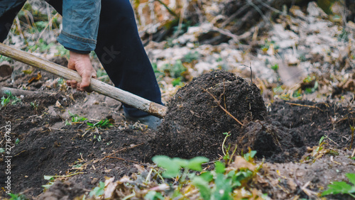 Working hands digging old lawn. man digging with shovel. spade in the act of digging into the soil. Gardening work in autumn, spring.