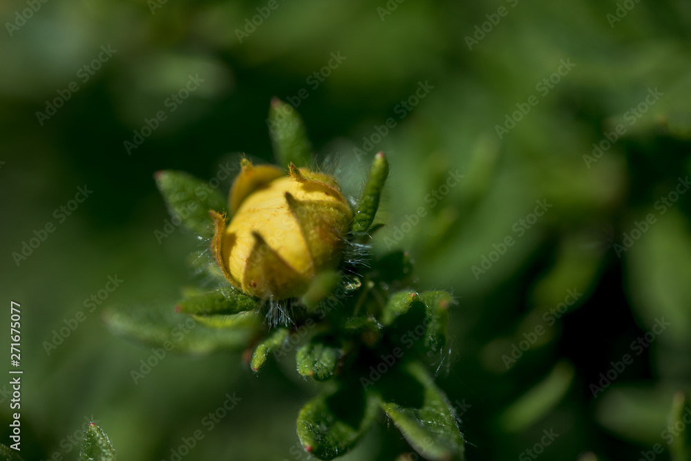 Macro Photo of Potentilla Fruticosa - Kobold. Macro Photo of Potentilla Fruticosa - Kobold.