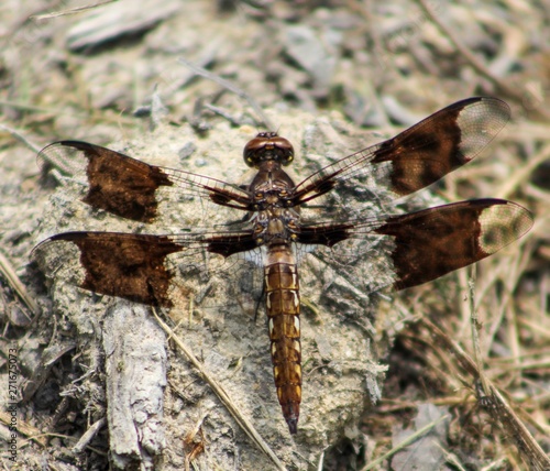 Closeup of Immature Male Common Whitetail Dragonfly Plathemis lydia photo