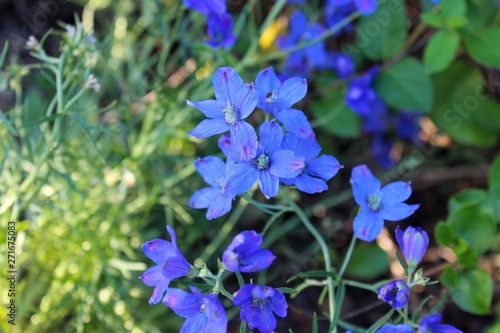 Delphinium blue flowers in the garden