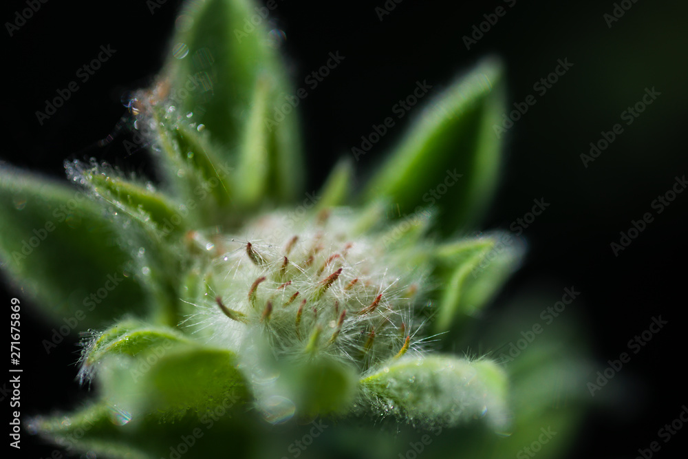 Macro Photo of Dorycnium Hirsutum, family Fabaceae, Rough Rags. Natural Background Close Up View. Natural Form of Plants.