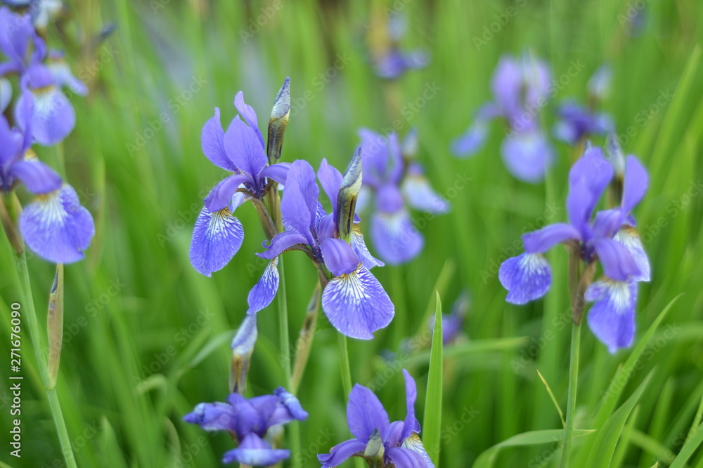 Marsh irises can simply decorate areas with small bodies of water in an incredible way. Marsh irises can simply decorate areas with small bodies of water in an incredible way.
