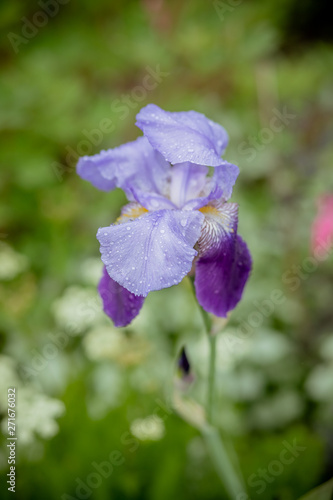 Violet iris over green meadow bright background.blooming spring iris flower in the spring garden. Purple spring iris flower under sunlight. Focus at the iris flower