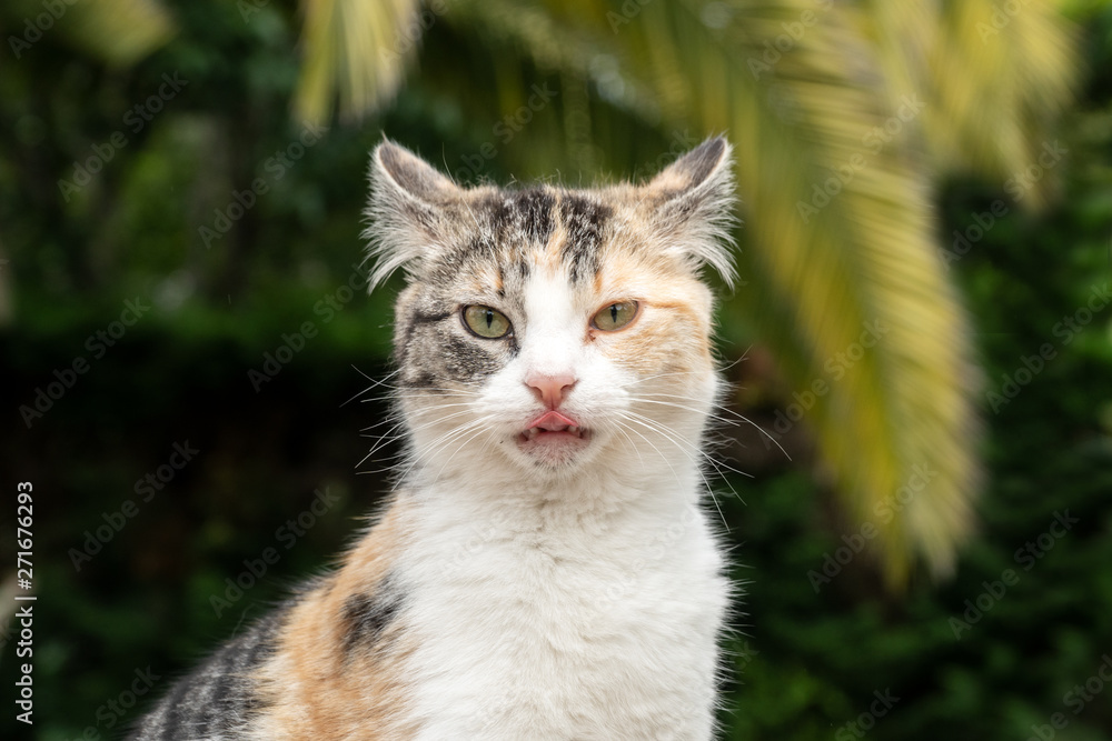 Funny domestic cat looking at the camera. Animal portrait