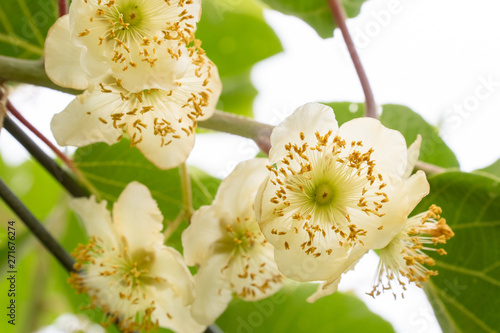 Kiwi male flower on tree photo