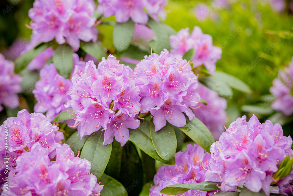 Pink azalea background. Pink azalea background.rhododendrons in flower pots in old greenhouse. Row of blooming plants indoors. Beautiful blossom flowers concept.Row of blooming Rhododendrons Pink azalea background. Pink azalea background.rhododendrons in flower pots in old greenhouse. Row of blooming plants indoors. Beautiful blossom flowers concept.Row of blooming Rhododendrons