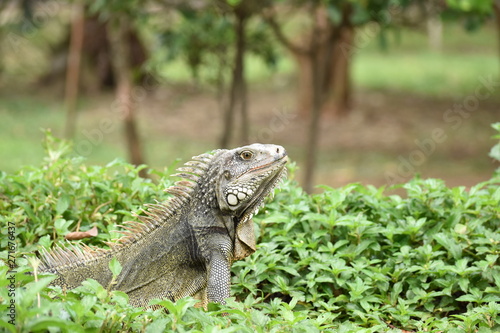 Green Iguana sitting in Grass with Trees in the Background in the Medellin Botanical Garden