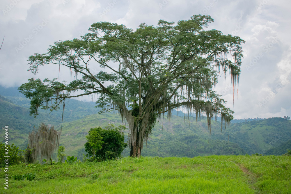 Single tree with hanging moss on the hillside with mountains in the background and cloudy sky in Colombian jungle