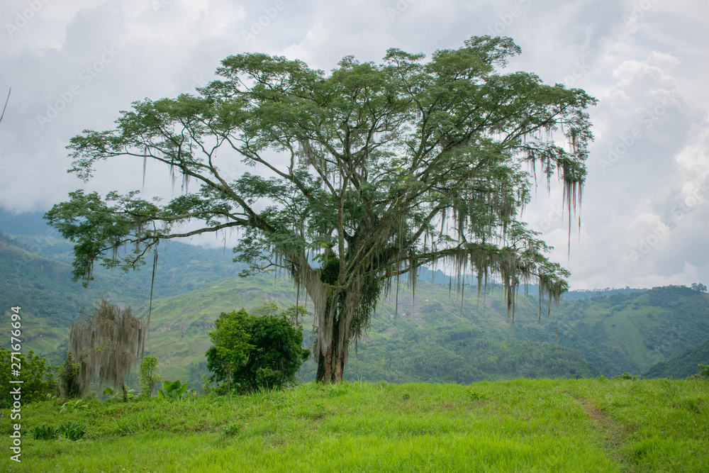Single tree with hanging moss on the hillside with mountains in the background and cloudy sky in Colombian jungle Single tree with hanging moss on the hillside with mountains in the background and cloudy sky in Colombian jungle