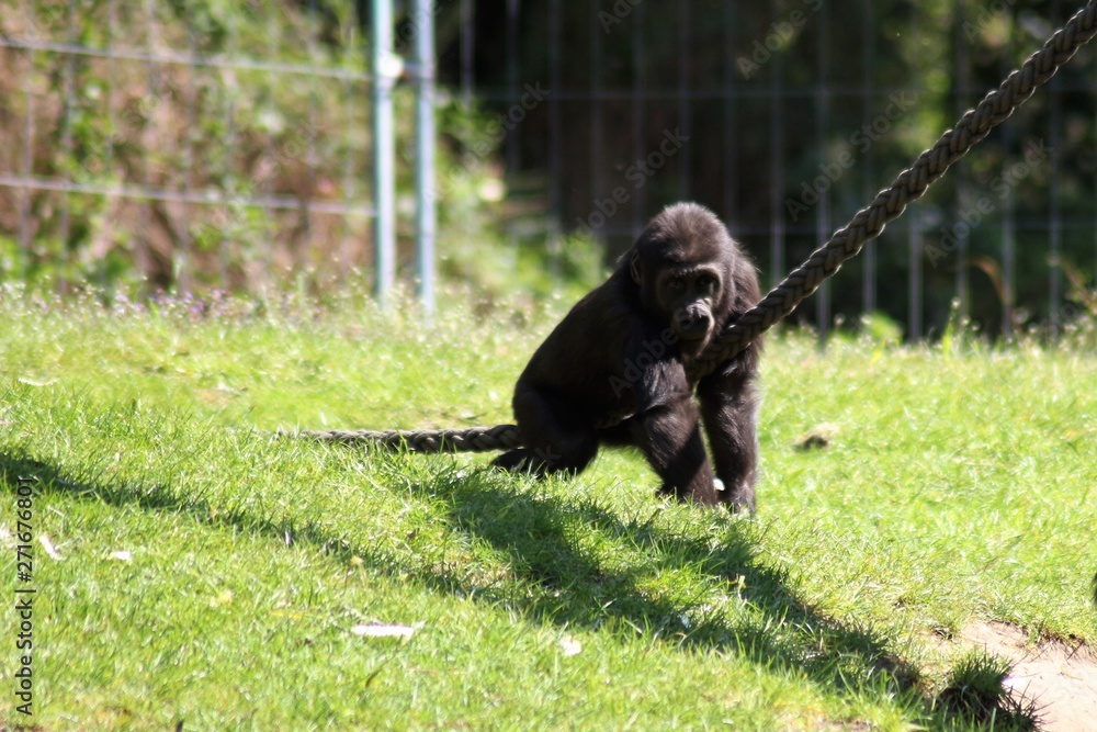 Obraz premium Gorilla Baby spielt und klettert 