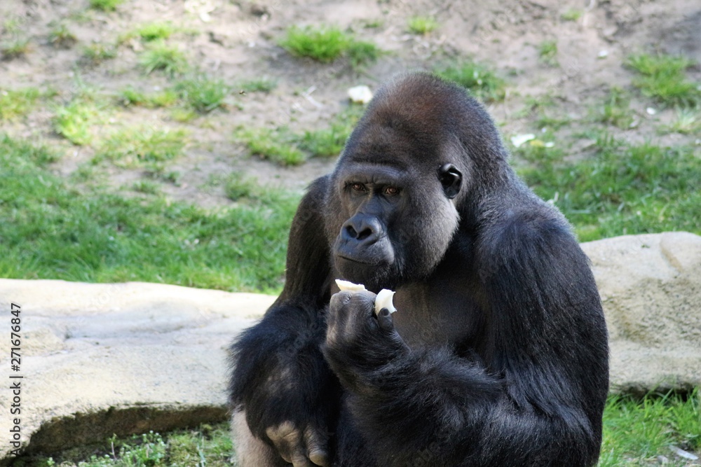 Portrait eines Silberückens