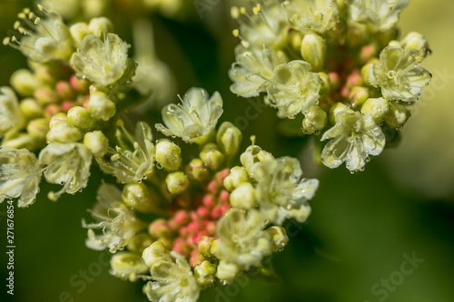 Macro Photo of Eriogonum Umbellatum - Umbellate Paddles. Yellow Flowers in Macro View, Natural Background.