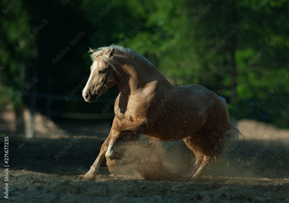 Obraz premium palomino horse running outdoors