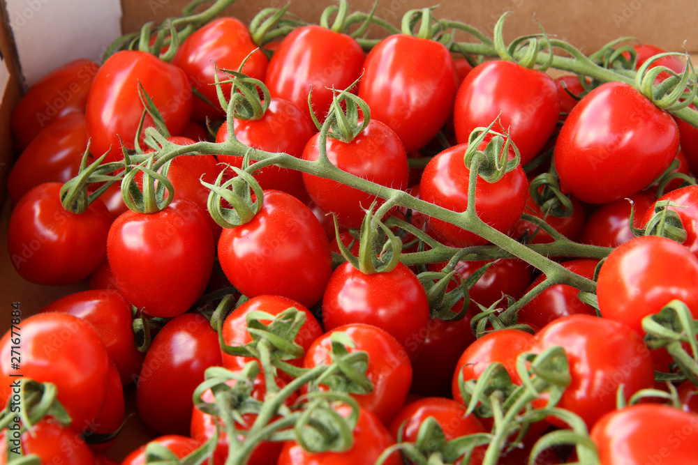 fresh tomatoes on the vine fresh tomatoes on the vine