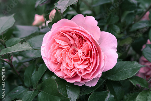 Fully open  gently pink with many shades lovely flower English rose plants