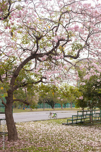 Tabebuia rosea is a Pink Flower in the public park.