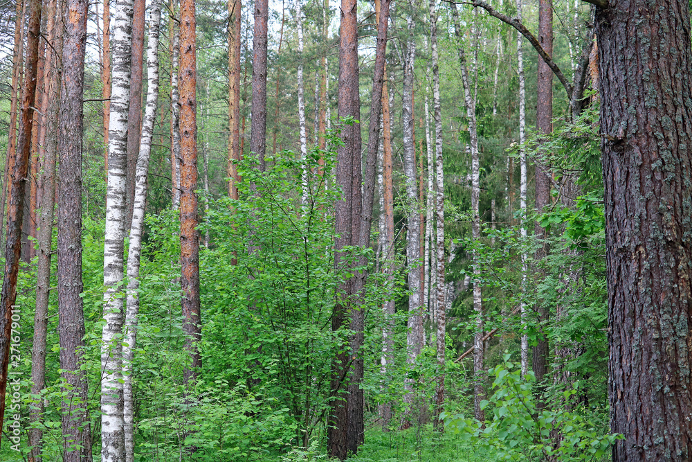 Obraz premium temperate broadleaf and mixed forest