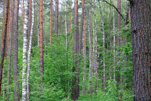 Fototapeta Naklejka Na Ścianę i Meble -  temperate broadleaf and mixed forest