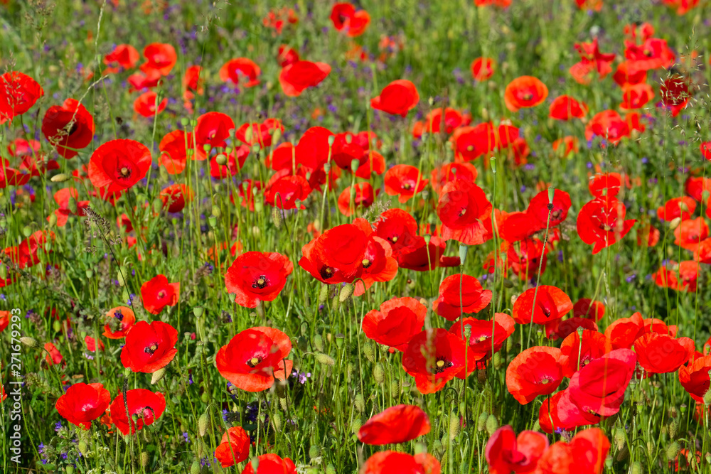 Fototapeta premium Beautiful bright red poppies and colorful blooming different kind of weeds and blooming wildflowers. Beauty of nature outside the pesticide zone.