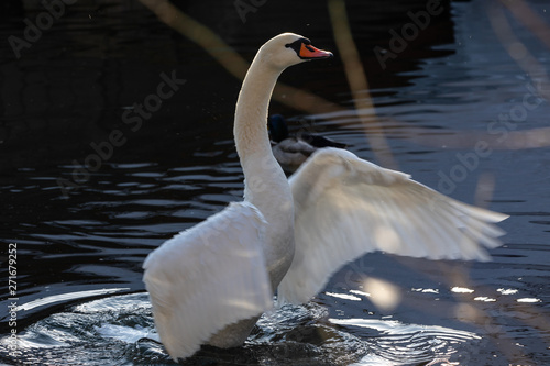 Beautiful white swan swims and flaps its wings on the lake  close up