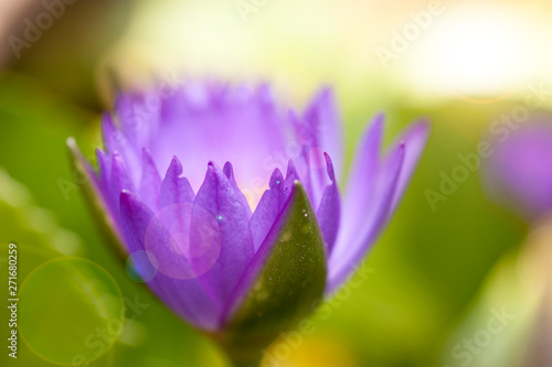 Close-up pictures of purple and pink lotus petals in Zen style.