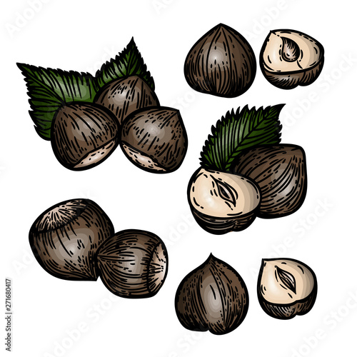 Vector hand drawn colorful set of hazelnuts isolated on white background.