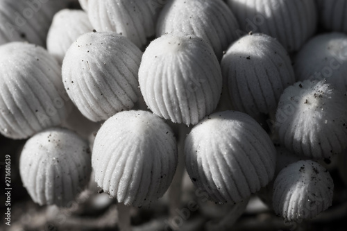 mushrooms © HUMBERTO