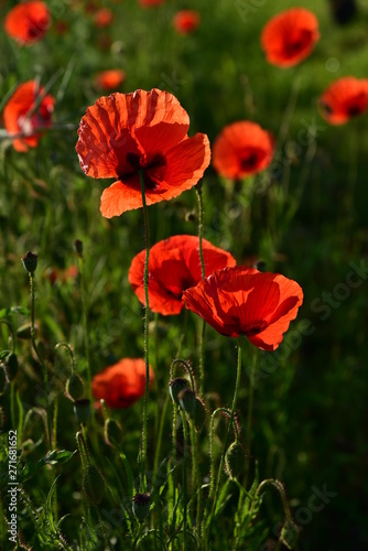 roter wilder mohn auf dem feld leuchtet im sonnenlicht photo