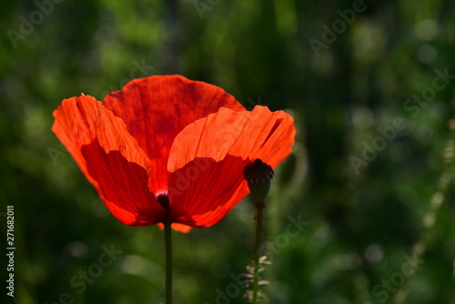 roter wilder mohn auf dem feld leuchtet im sonnenlicht photo