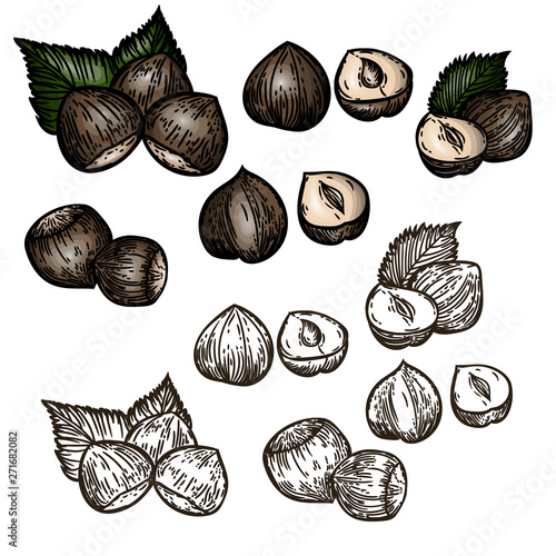Vector hand drawn set of hazelnuts colorful and black and white  isolated on white background.