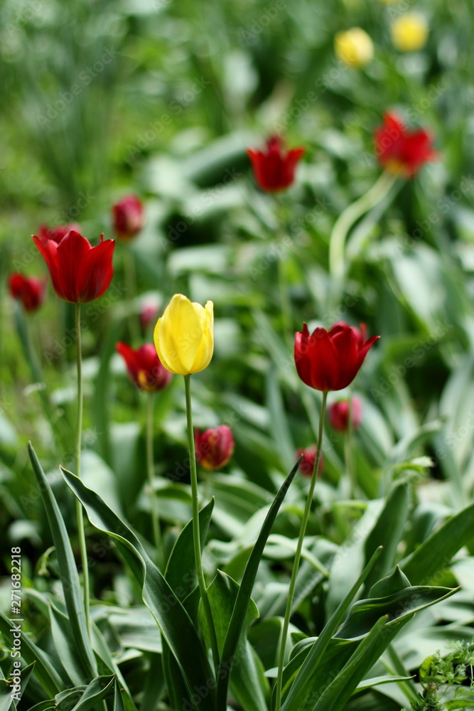 Tulips