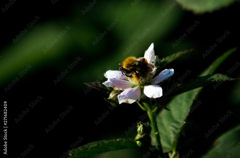 Humblebee on white flower Humblebee on white flower