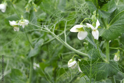Blooming green pea plants in the field