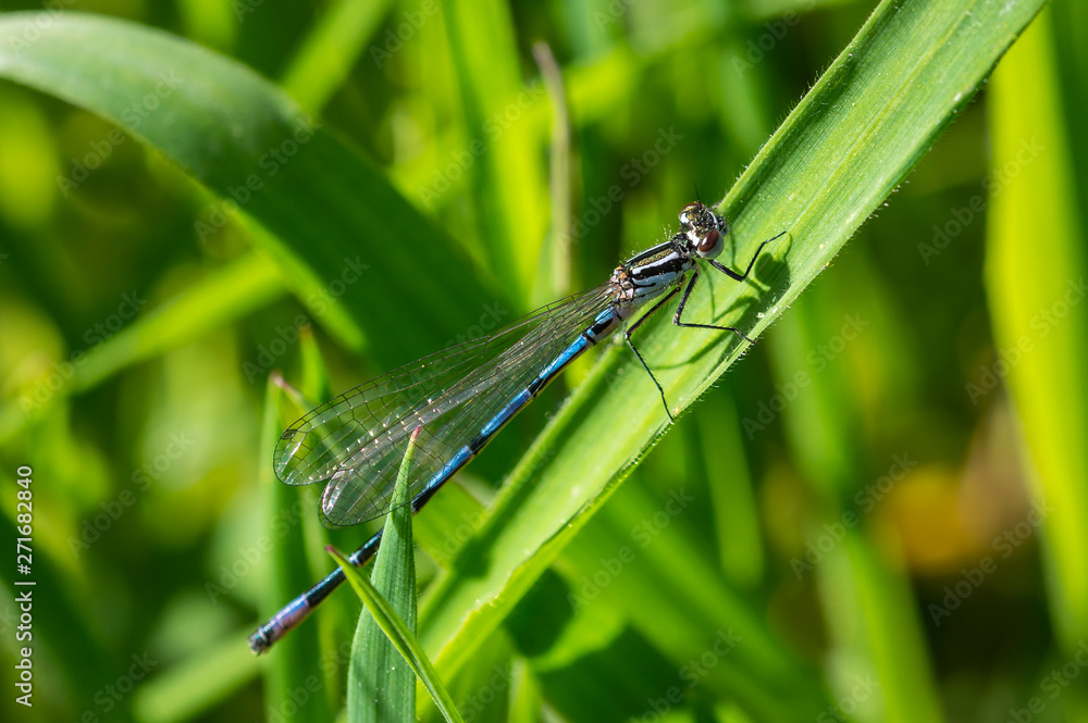 Bluie damselfly on a grass blade Bluie damselfly on a grass blade