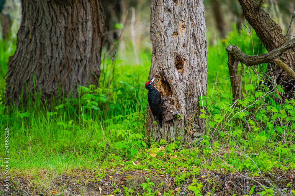 Obraz premium Black woodpecker