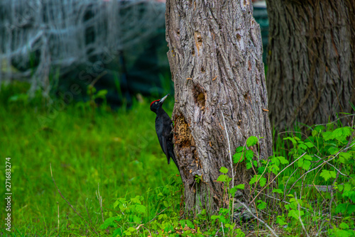 Black woodpecker